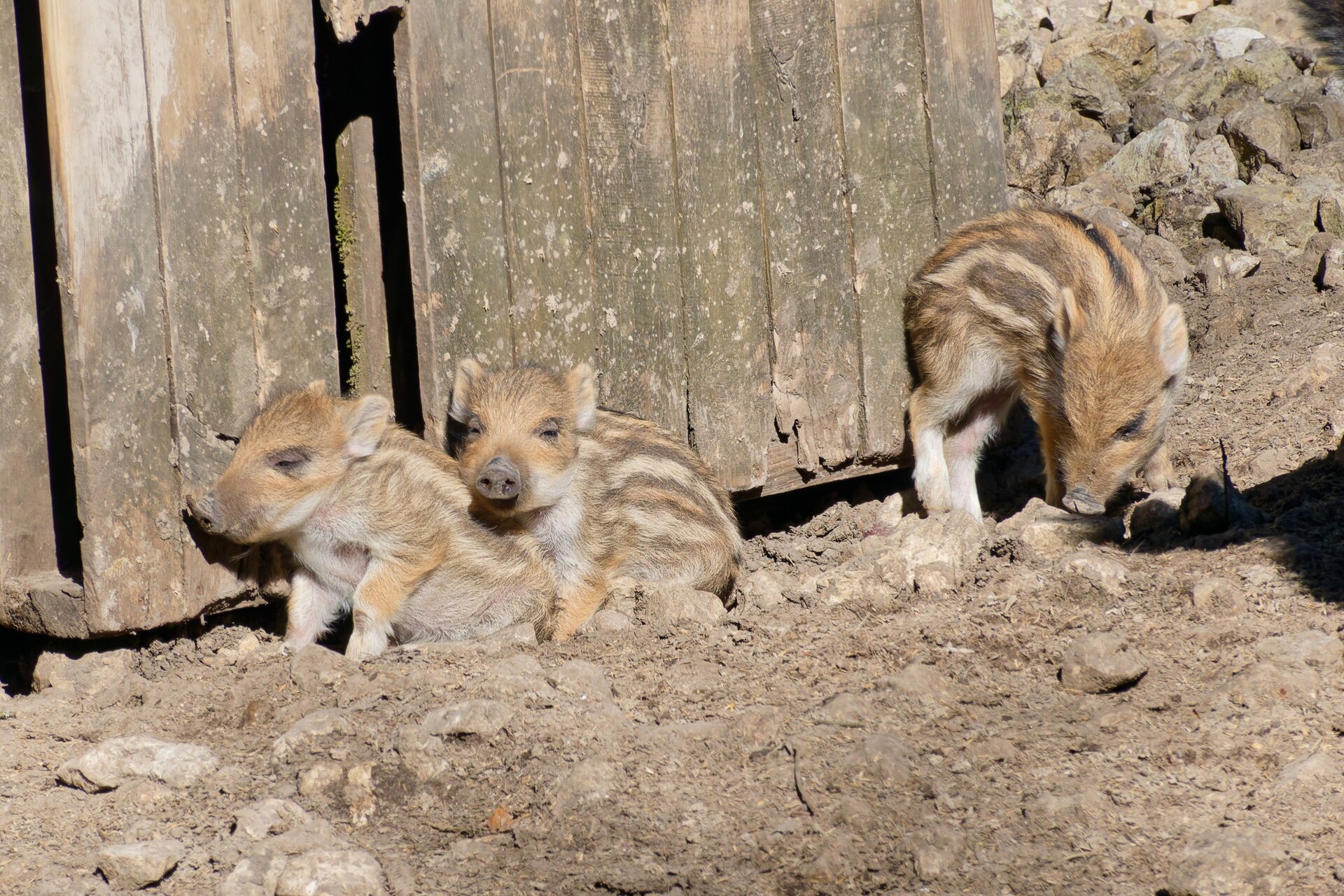 DSC04652_DxO.jpg