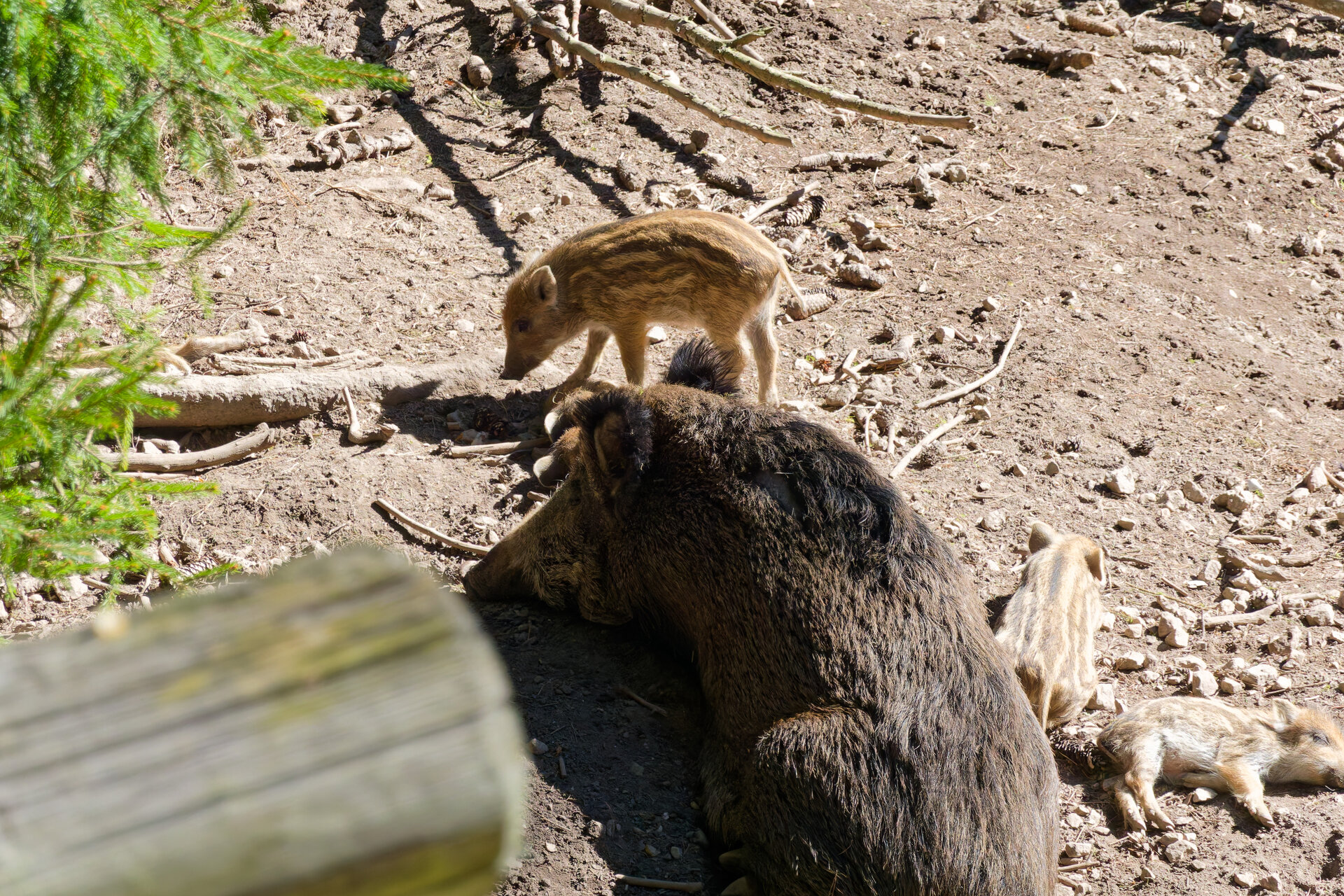 DSC04702_DxO.jpg