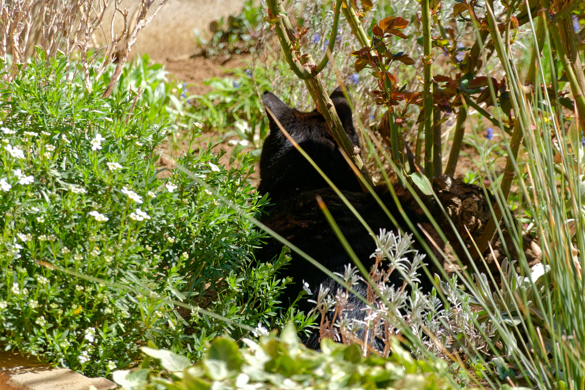 DSC05270_DxO.jpg