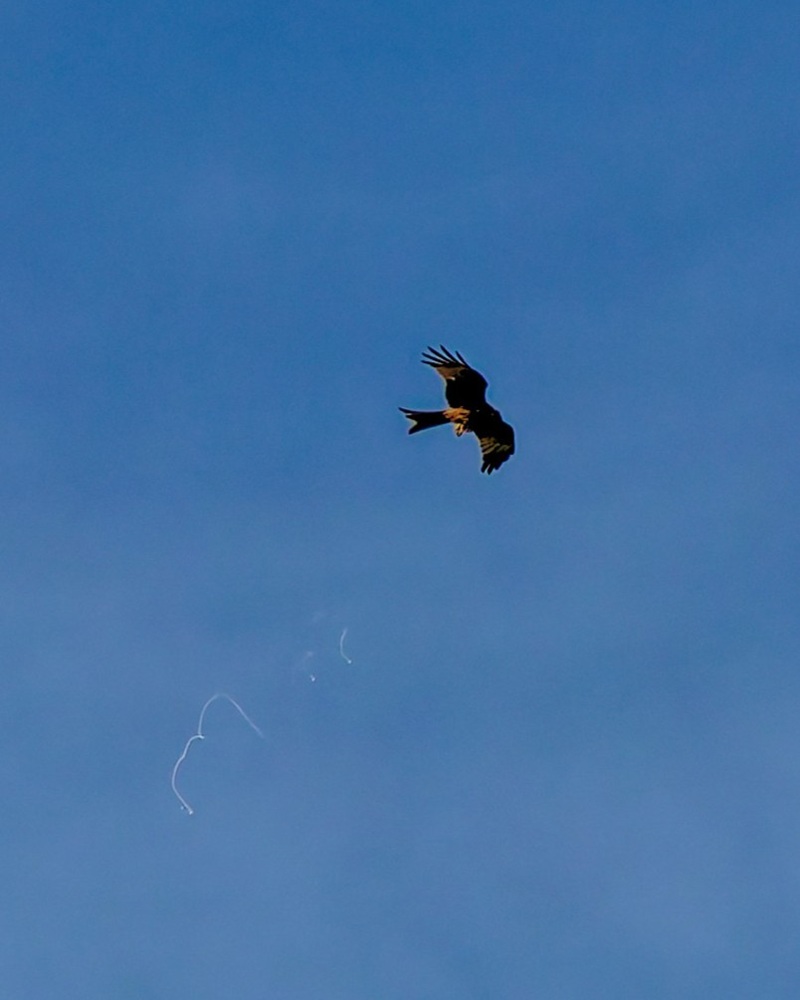 DSC05388_DxO.jpg