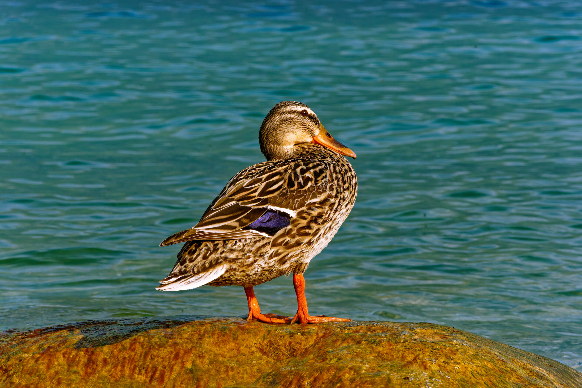 DSC05838_DxO.jpg