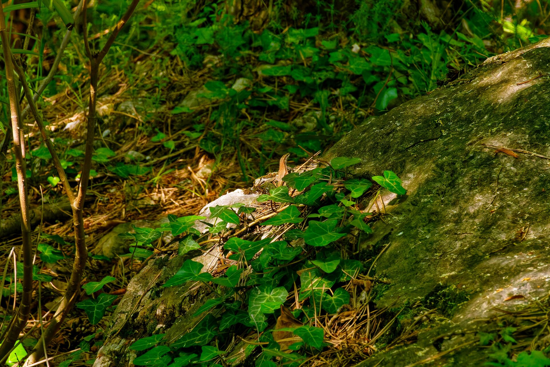 DSC05970_DxO.jpg