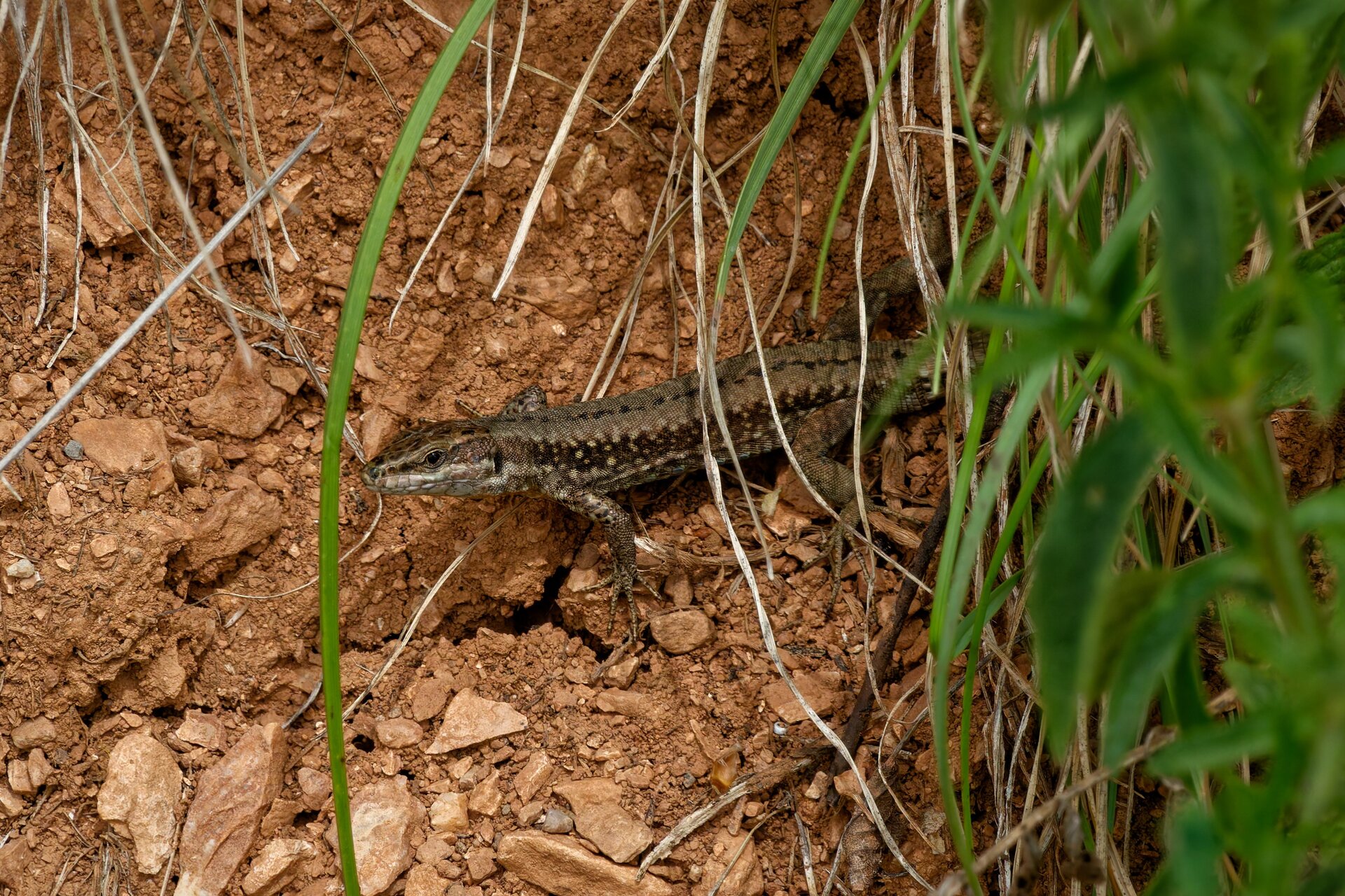 DSC06137_DxO.jpg