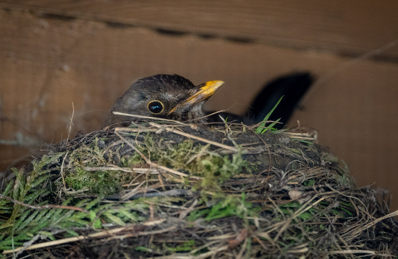 DSC07594.jpg