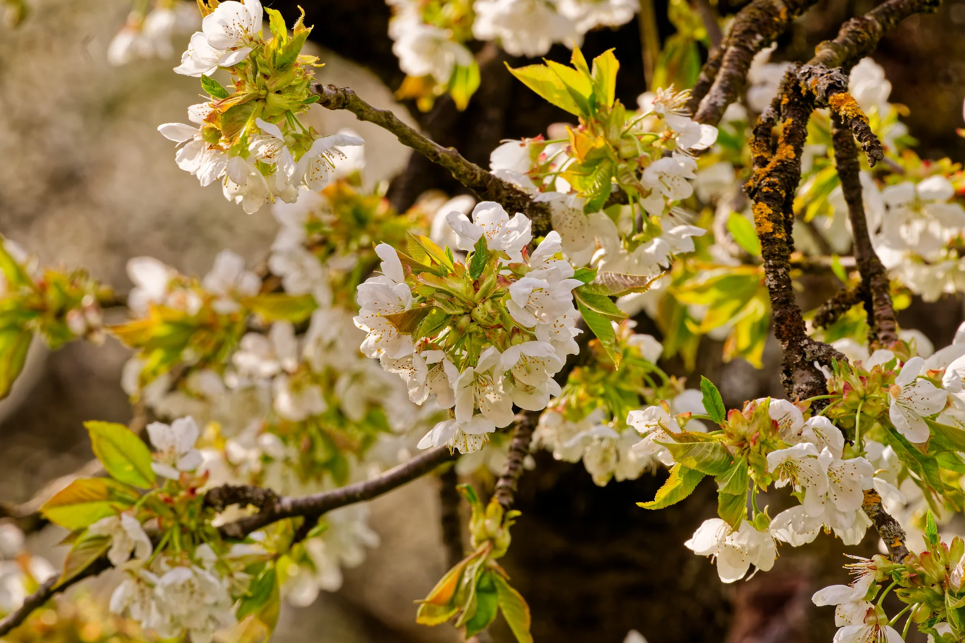 DSC07748_DxOAlpha.webp