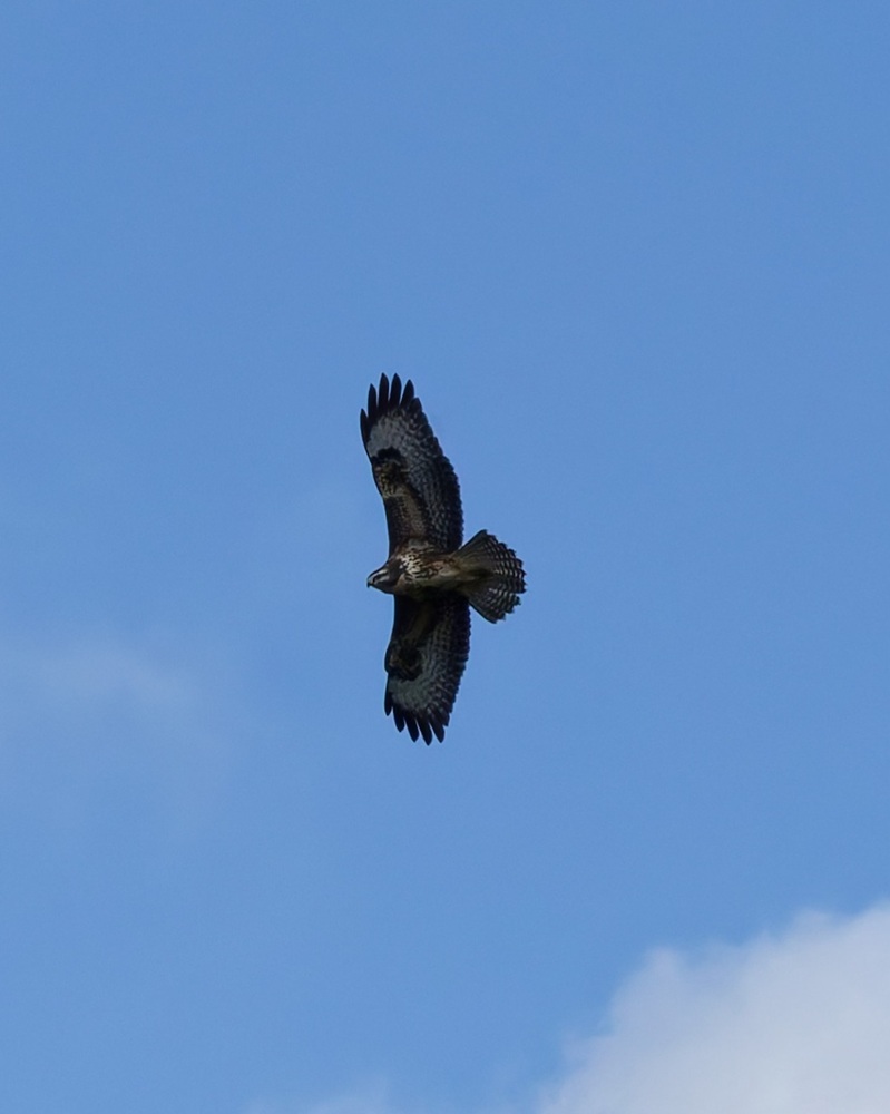 DSC07784_DxO-1.jpg