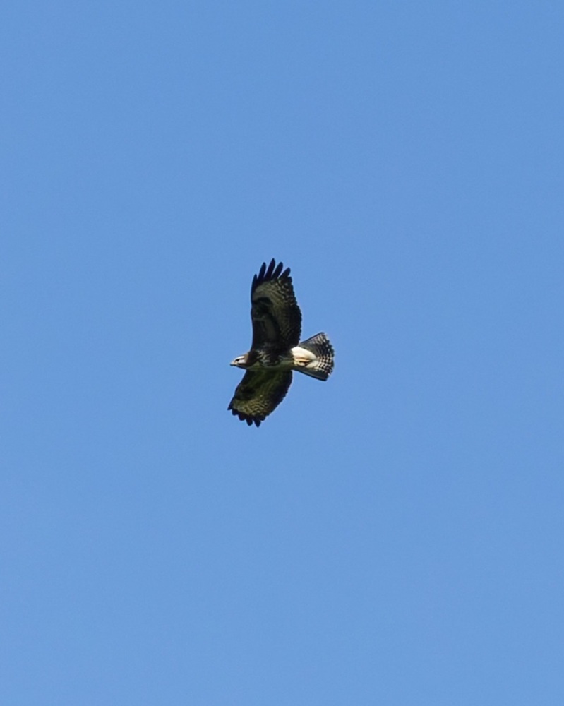 DSC07787_DxO-1.jpg