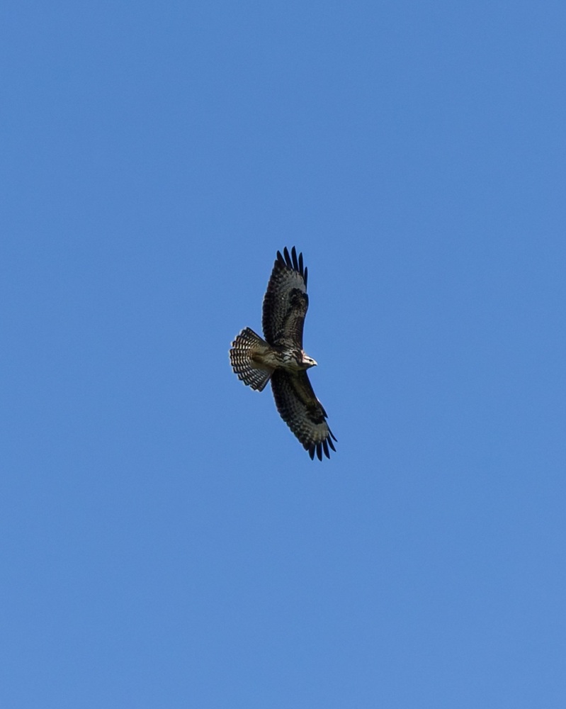 DSC07790_DxO-1.jpg