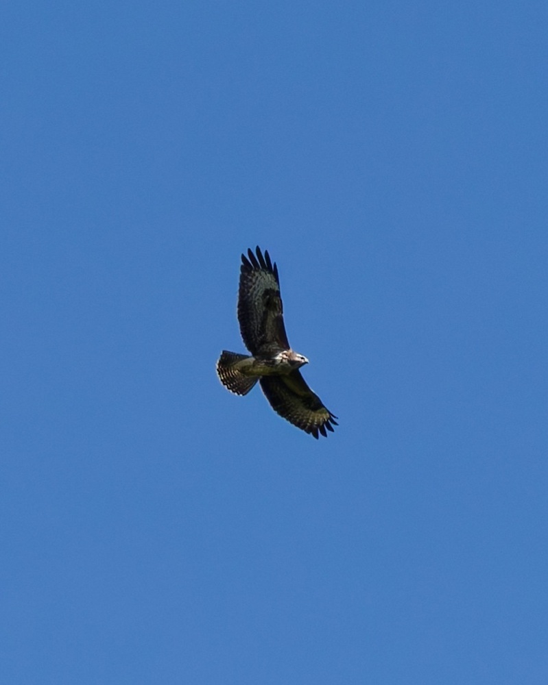 DSC07791_DxO-1.jpg