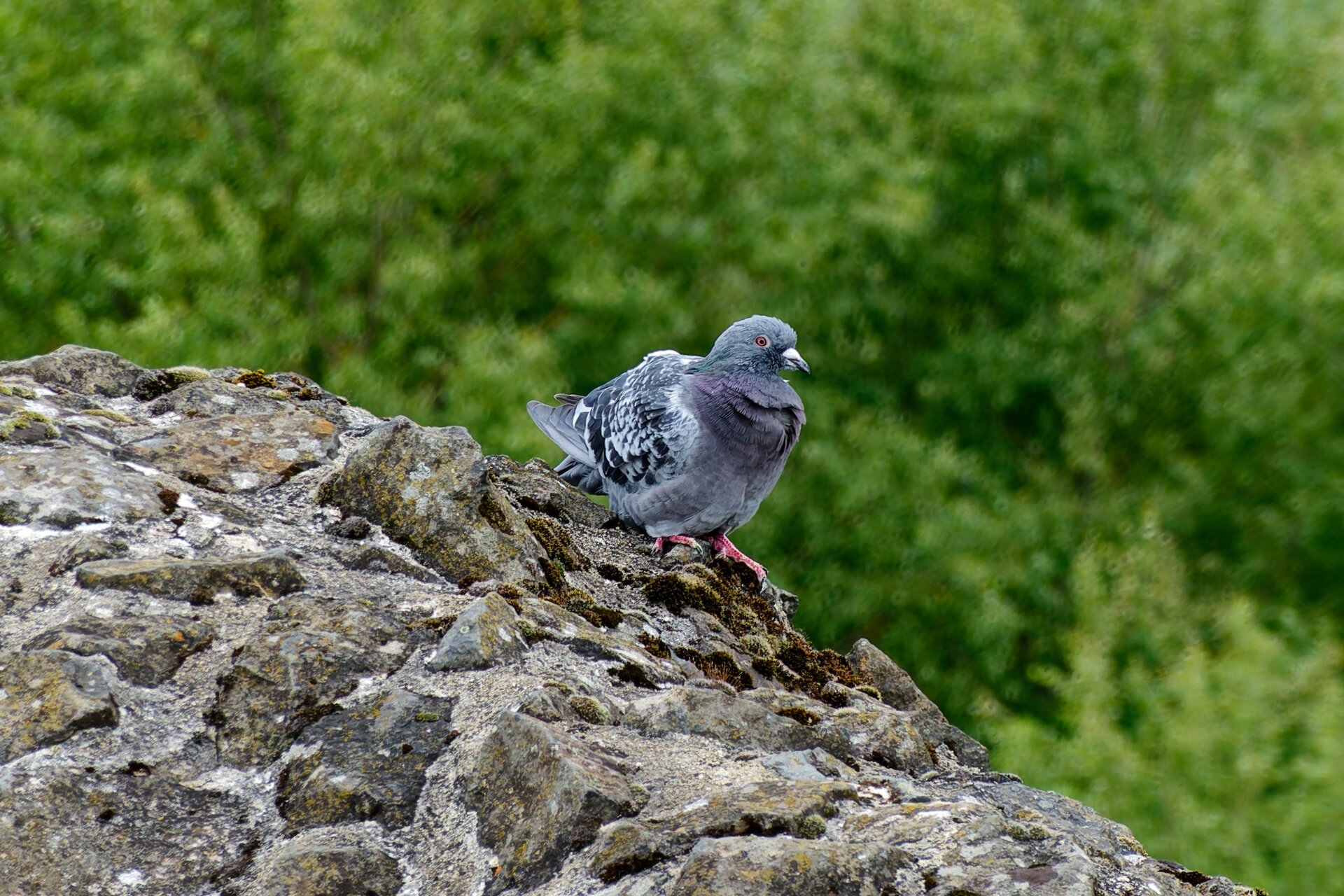 DSC08241_DxO.jpg