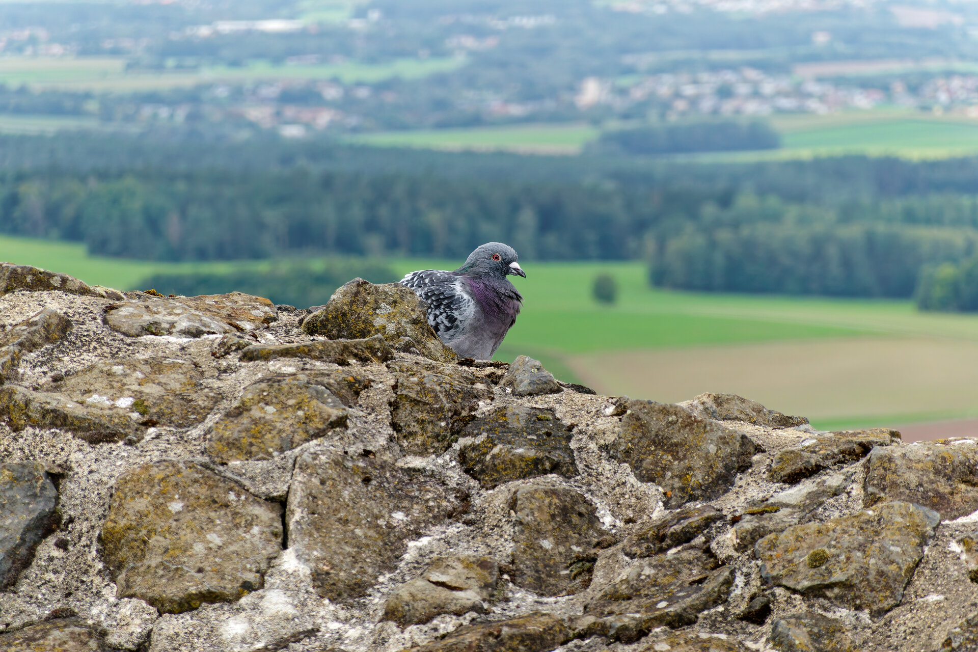 DSC08257_DxO.jpg