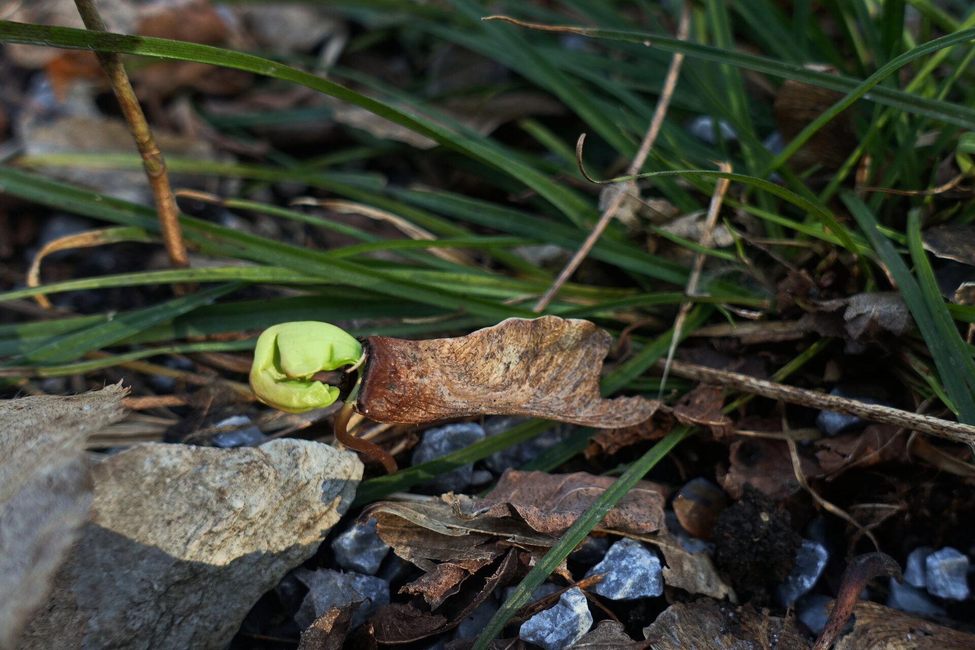 DSC08723.JPG