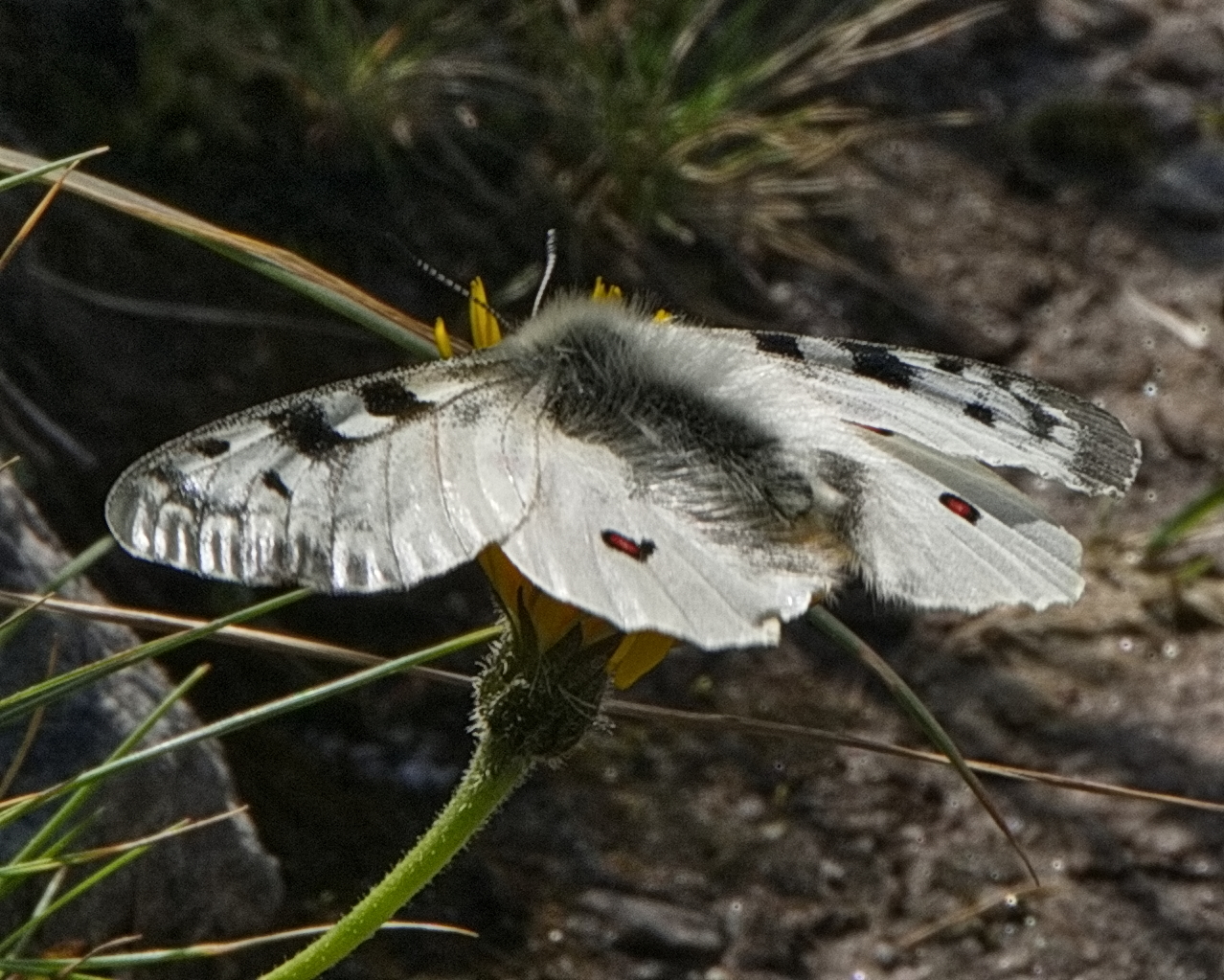DSC08847.jpg