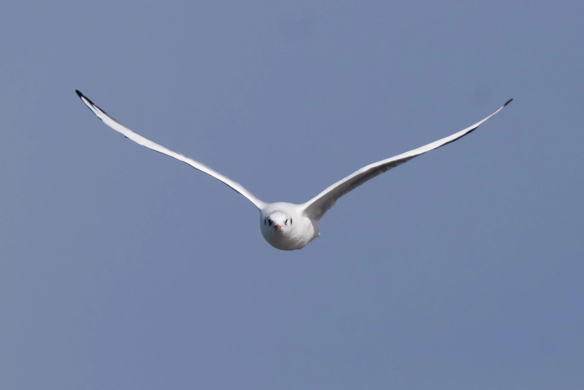 DSC_0041.webp