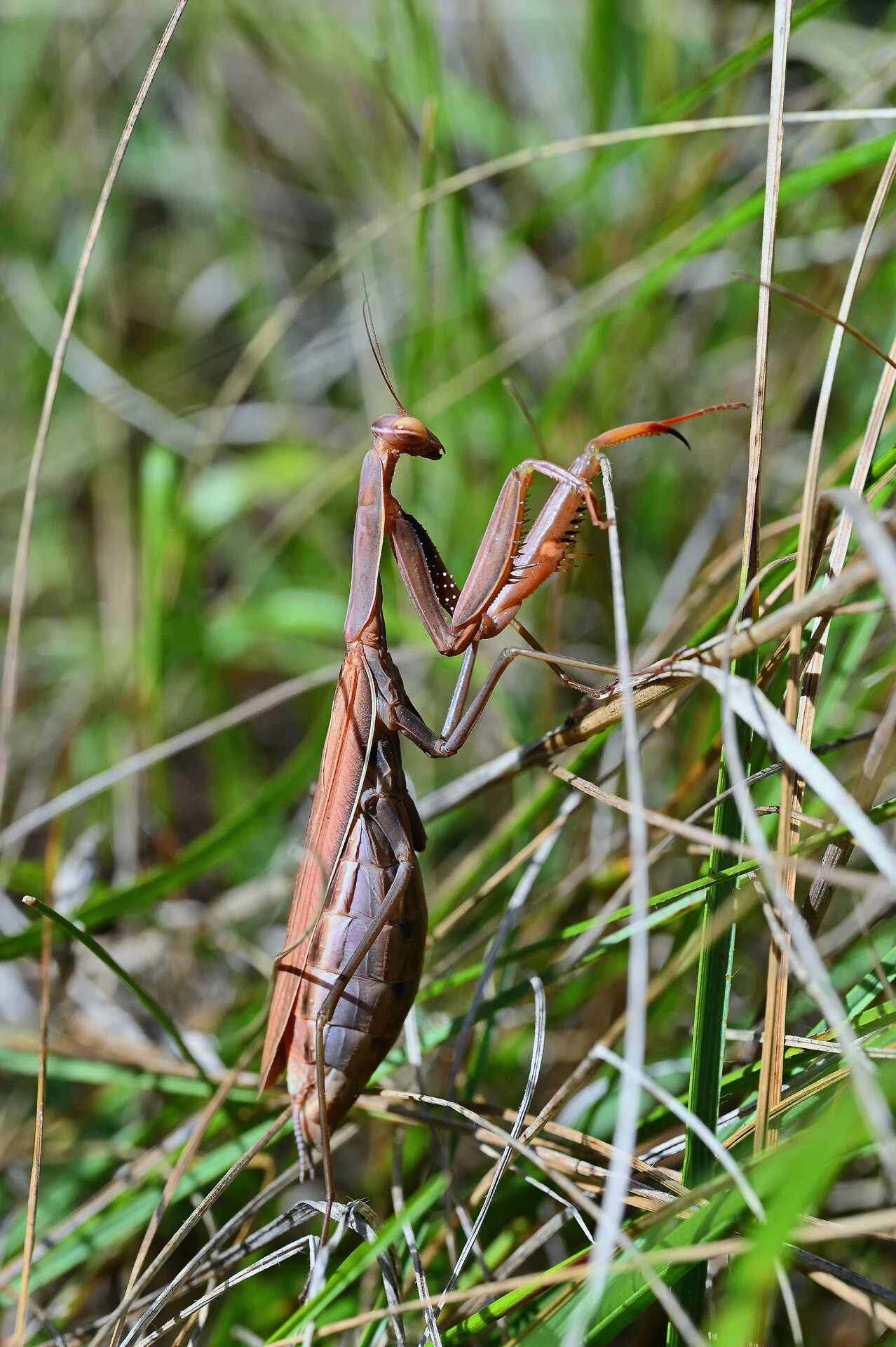 DSC_0619_NIK.JPG