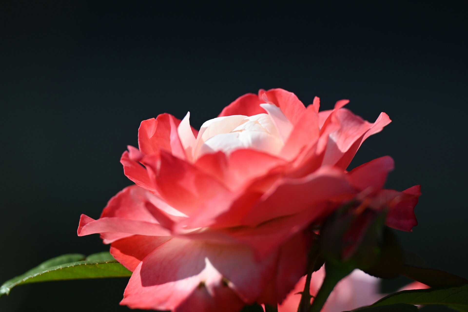 DSC_0997.JPG