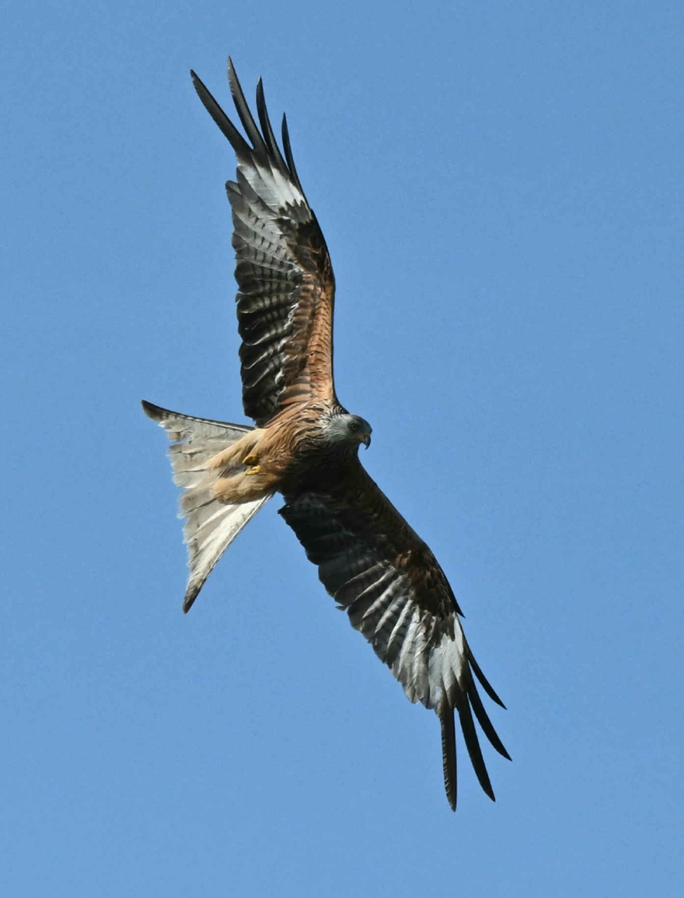 DSC_1075.JPG