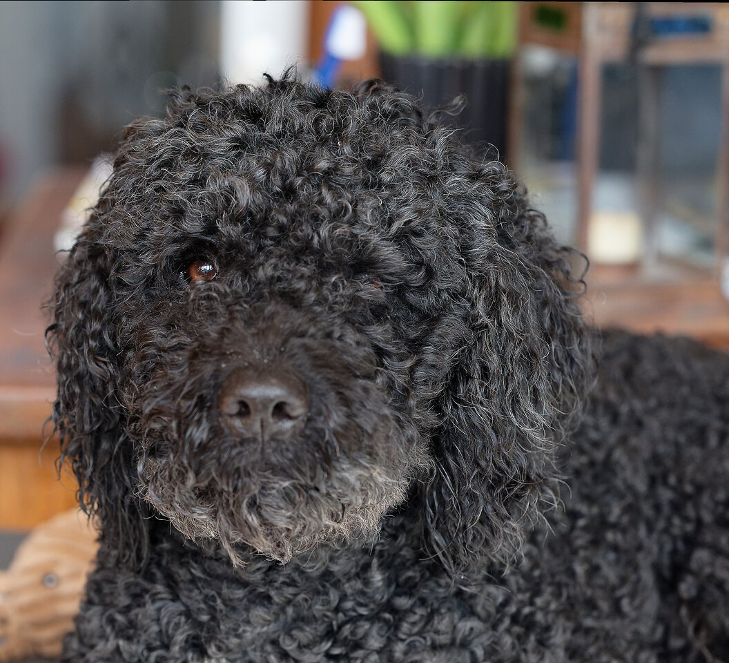 DSC_1490_DxO.jpg