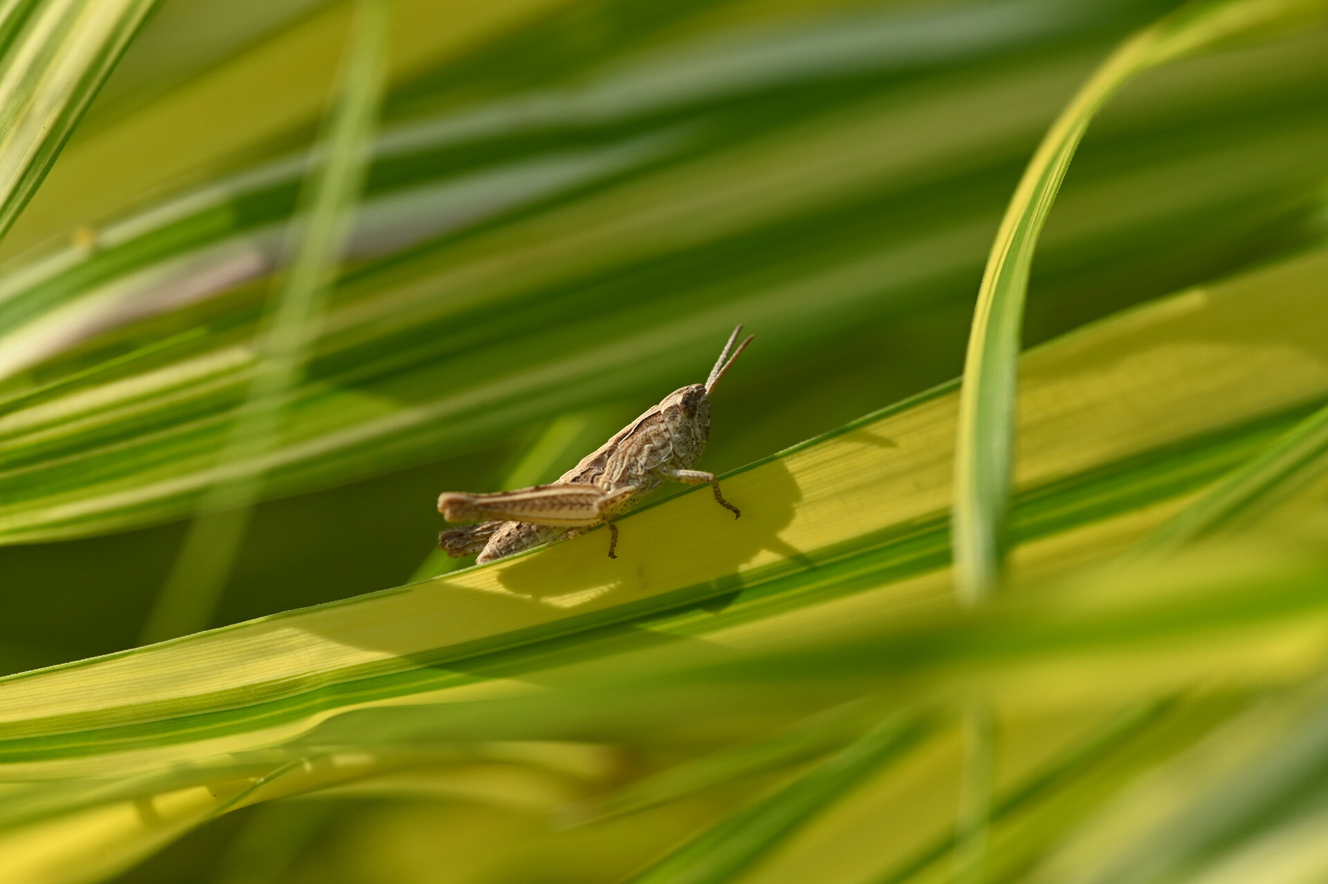 DSC_1520.JPG