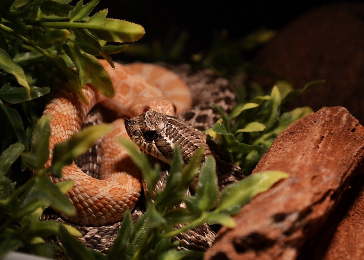 DSC_1542.jpg