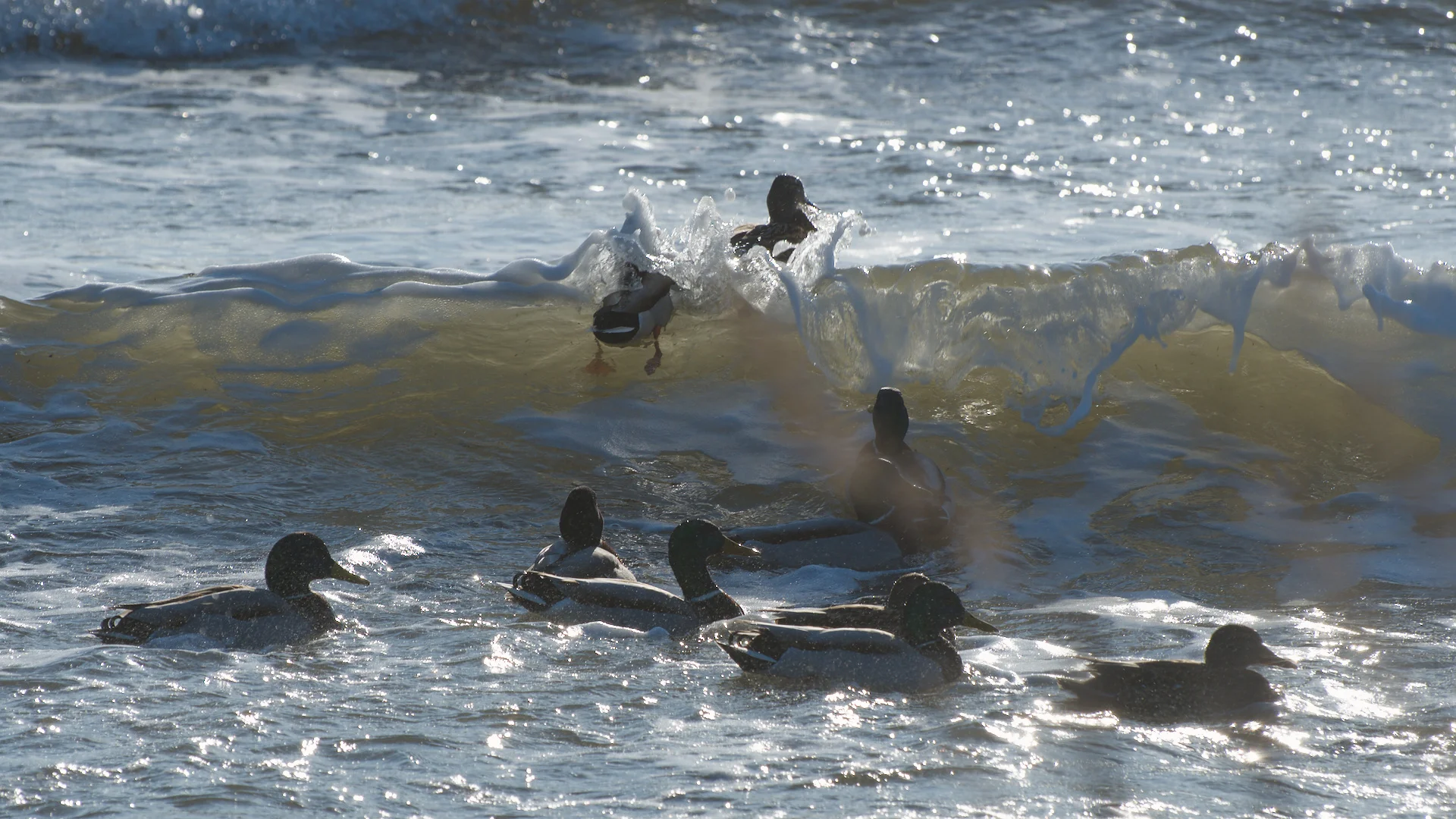 DSC_2272.webp