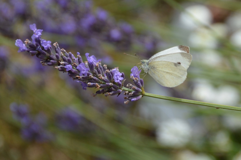 DSC_2476.jpg