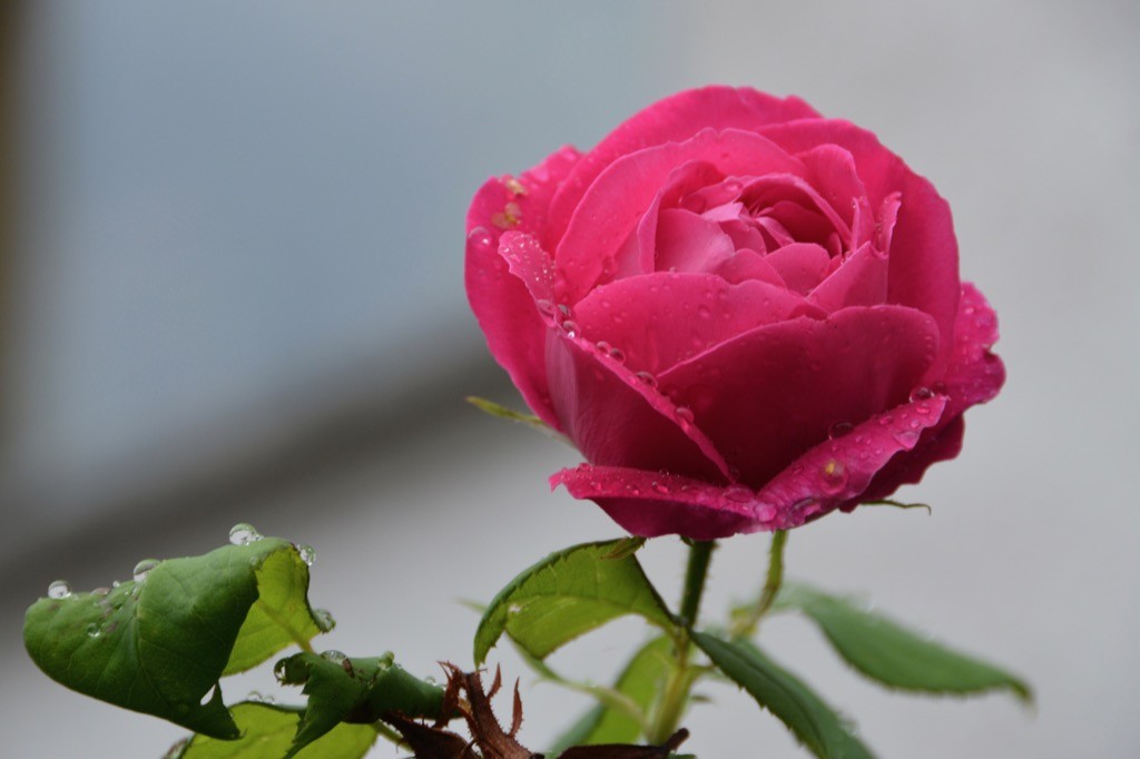 DSC_2598.jpg