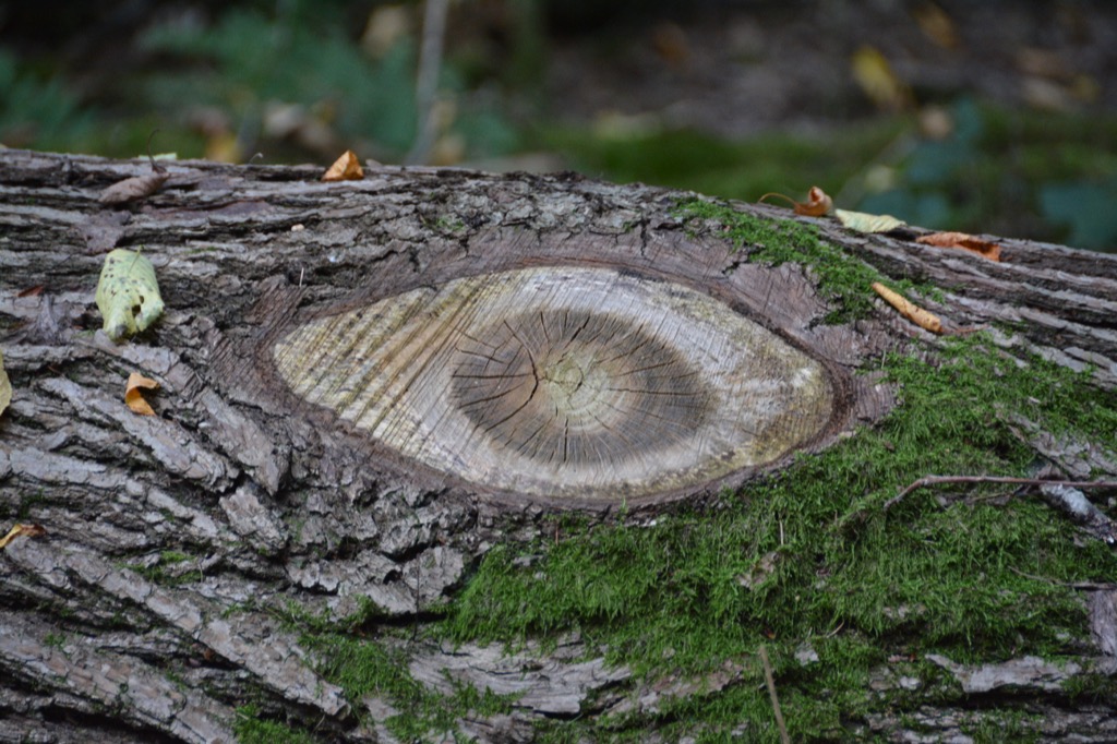 DSC_3078.jpg