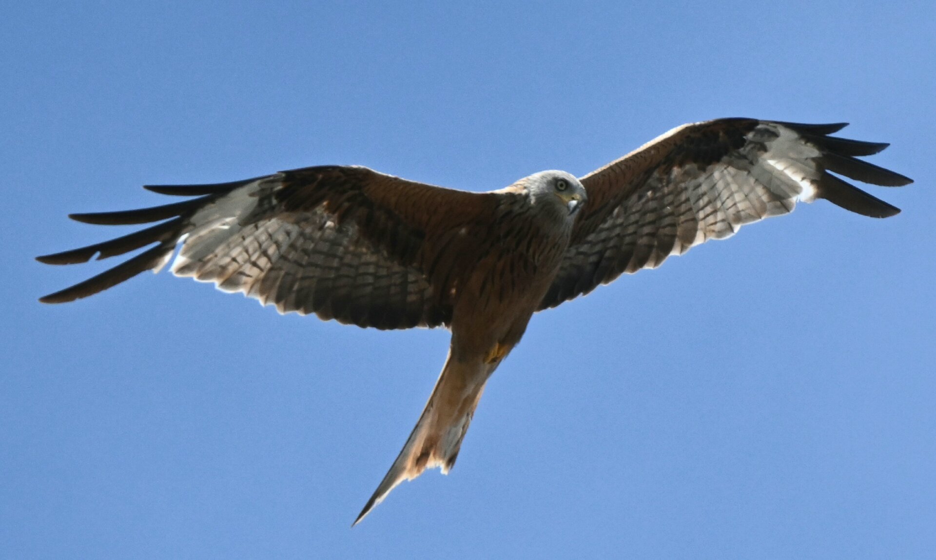 DSC_3451.JPG