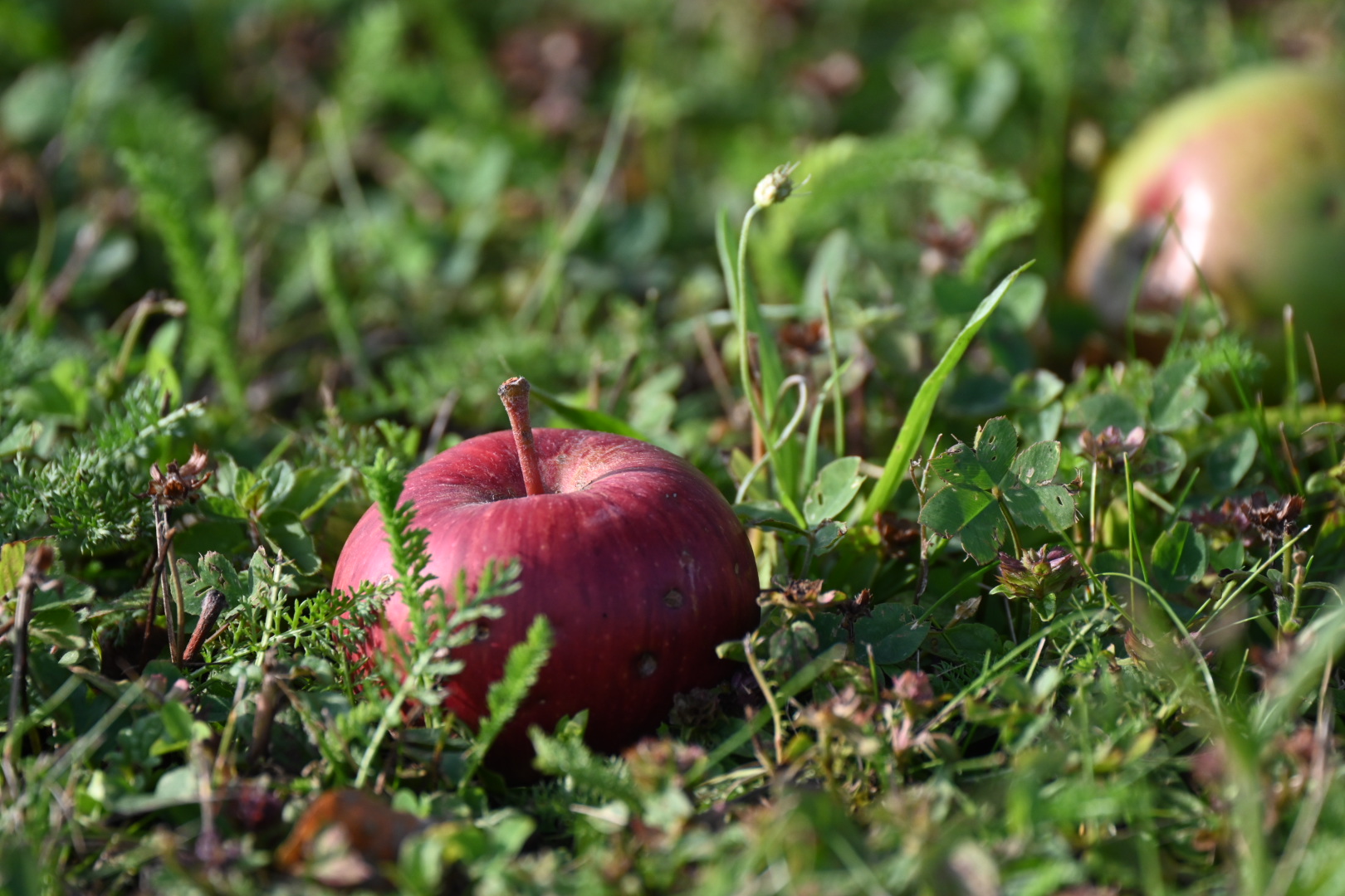 DSC_3952.JPG