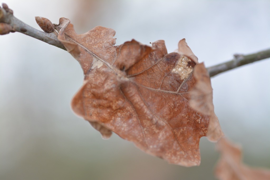 DSC_4019.jpg