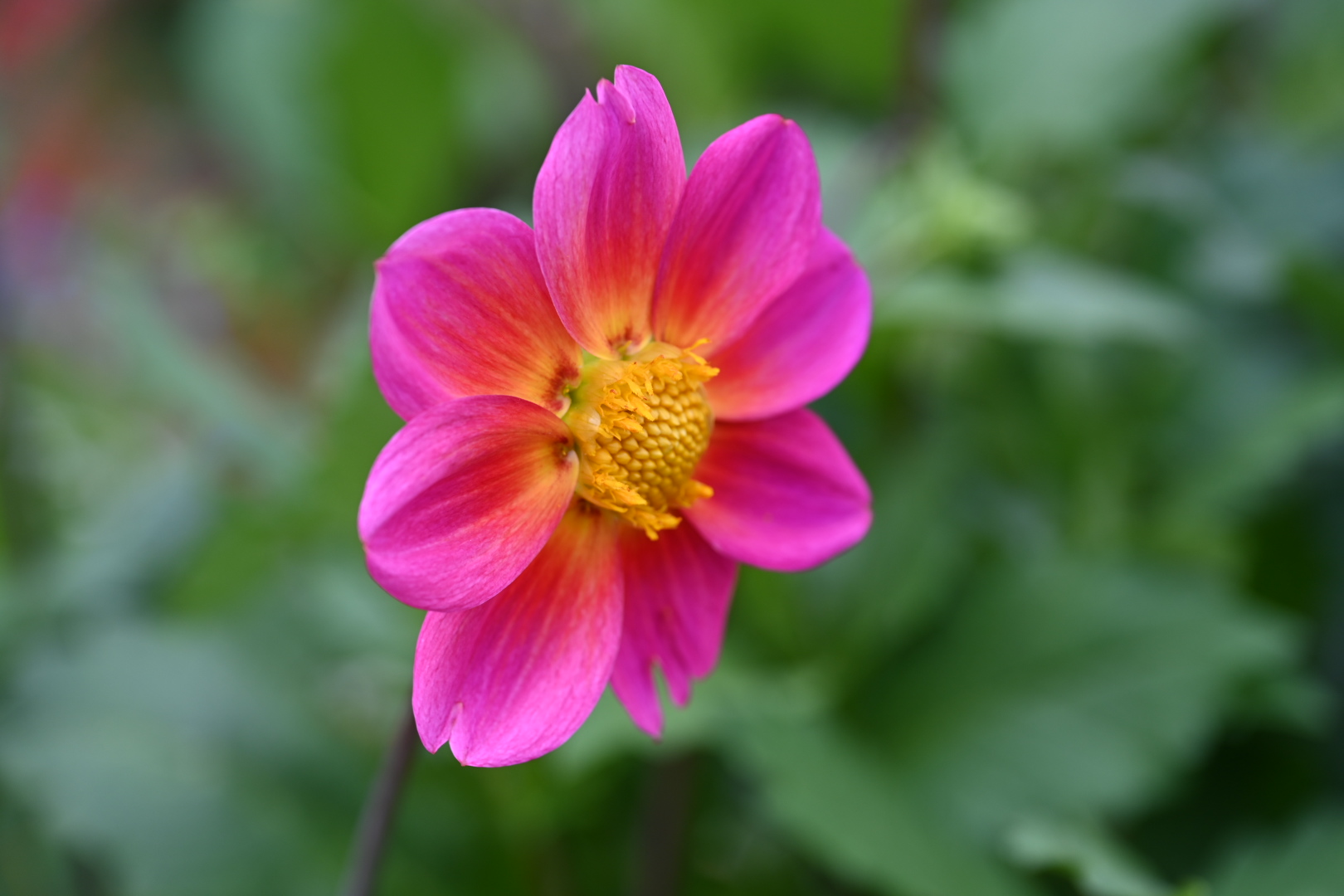 DSC_4060.JPG