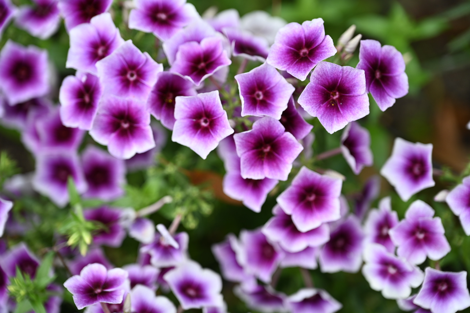 DSC_4063.JPG