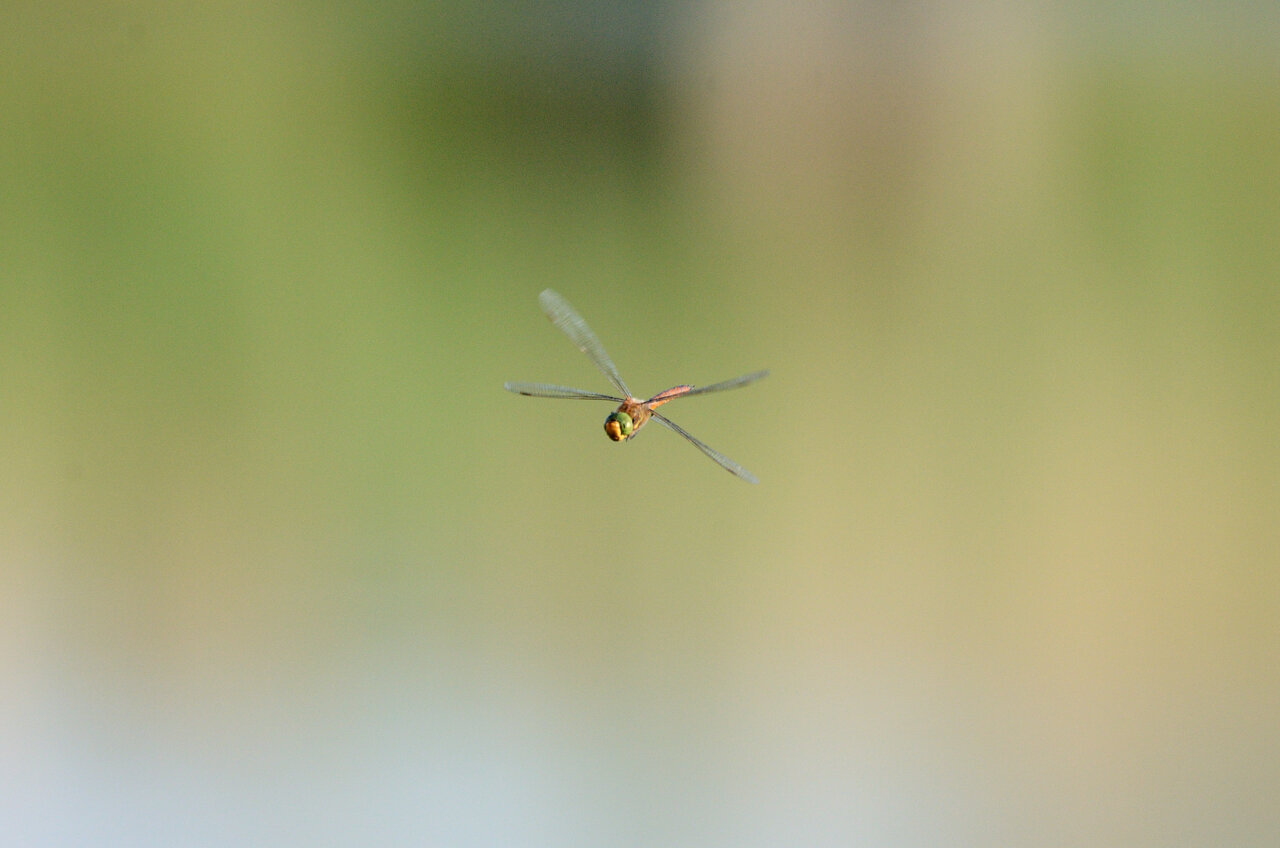 DSC_4181_004.JPG