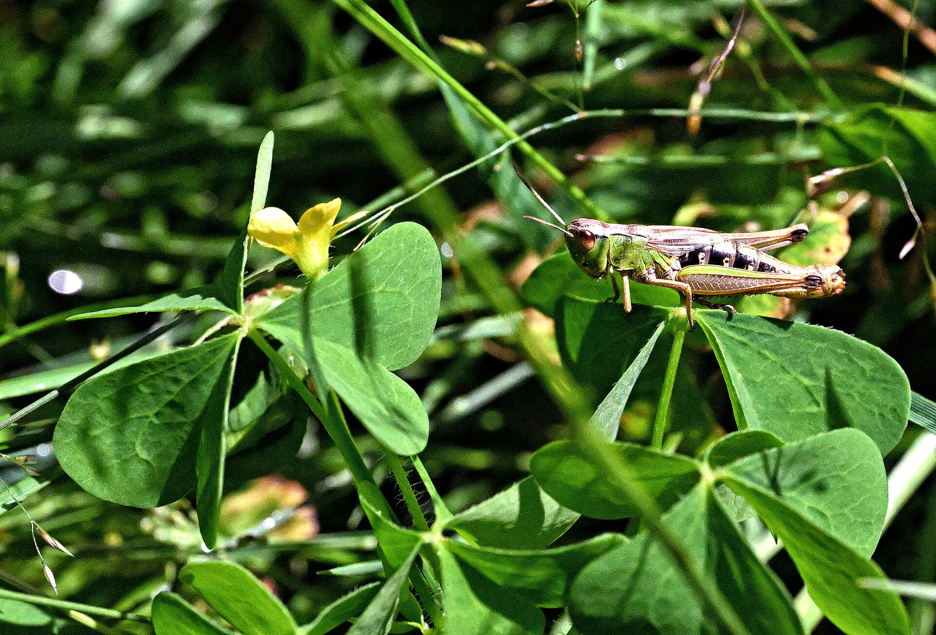 DSC_5106.JPG