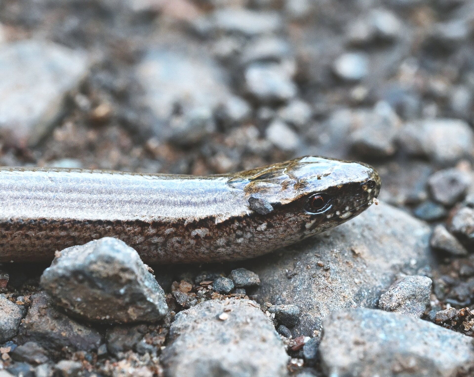 DSC_7378_NIK.JPG