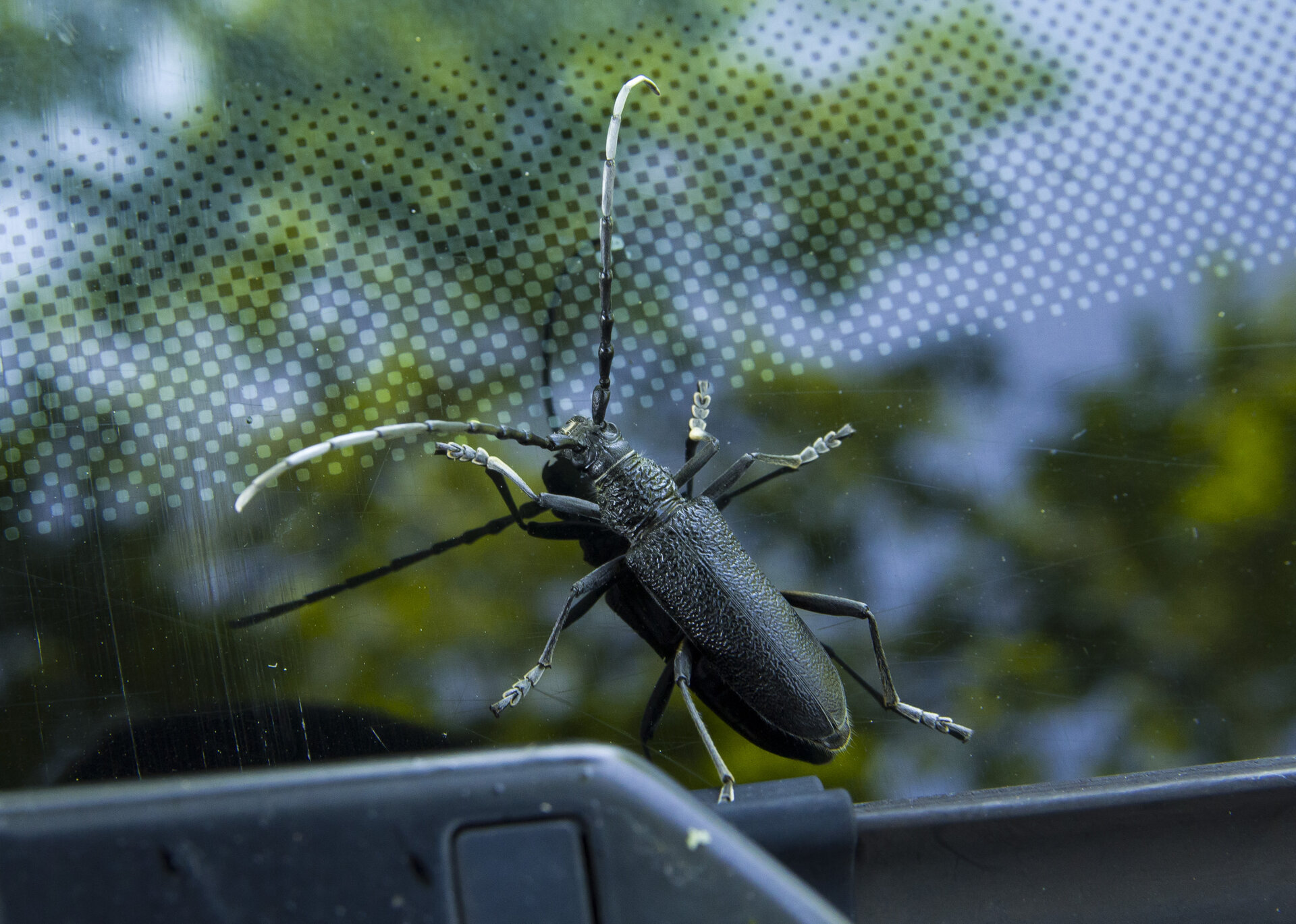 DSC_7949.JPG