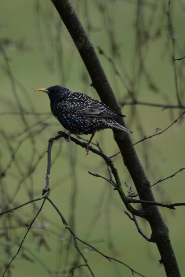 DSC_9699.JPG
