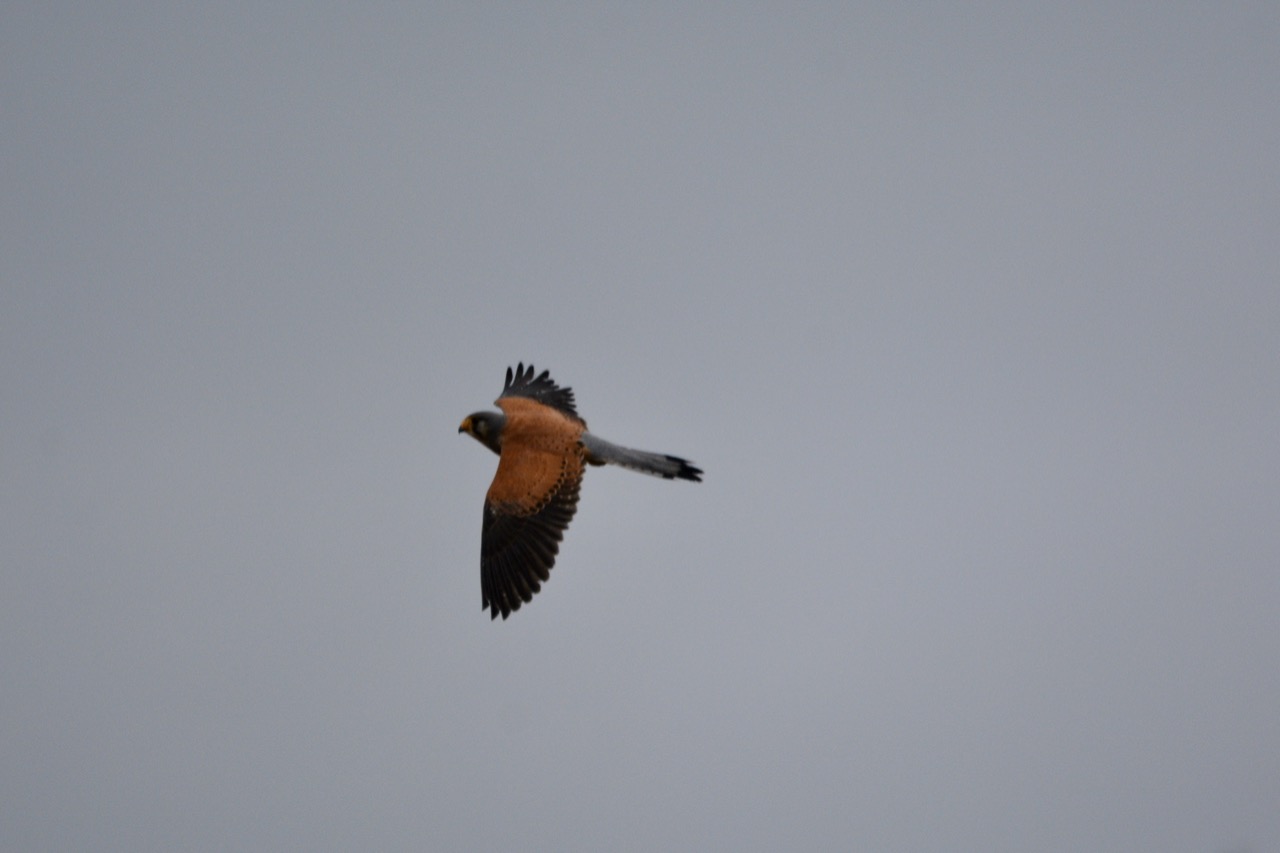 DSC_9701.jpeg
