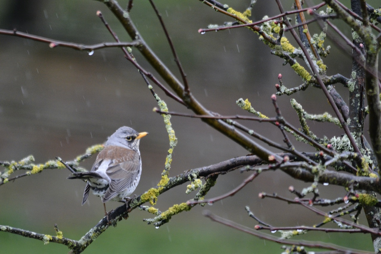 DSC_9703.JPG