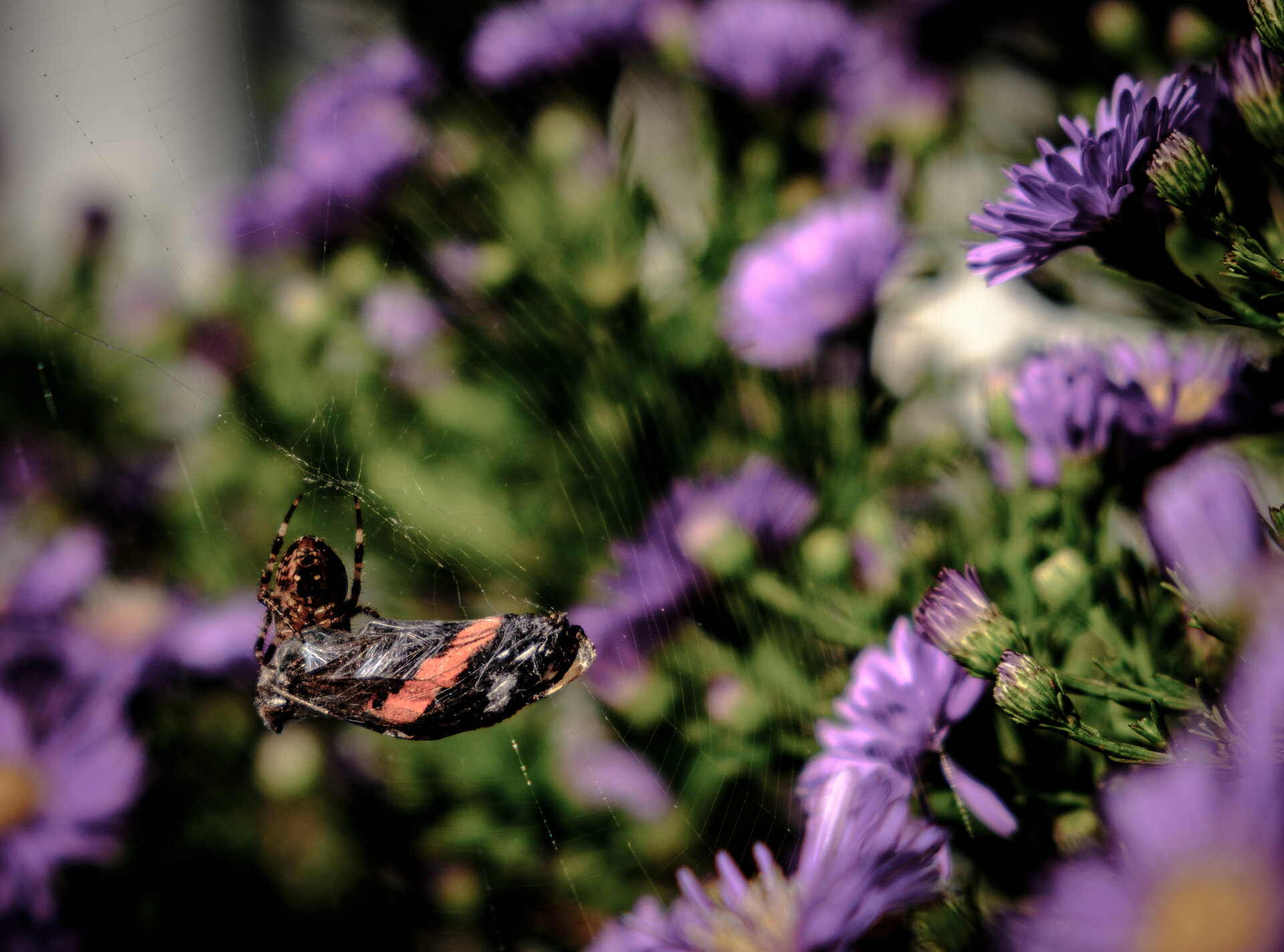 DSCF3081.jpg