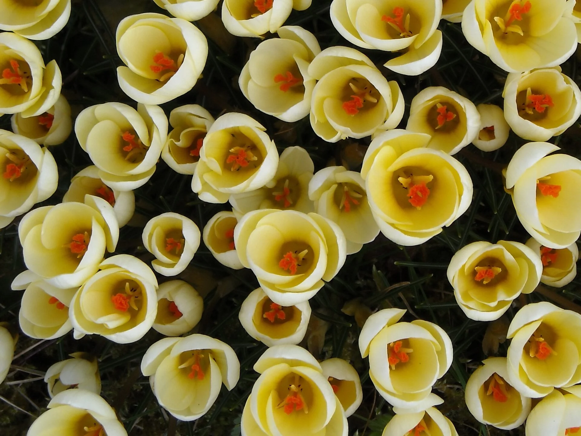 DSCN0006.webp