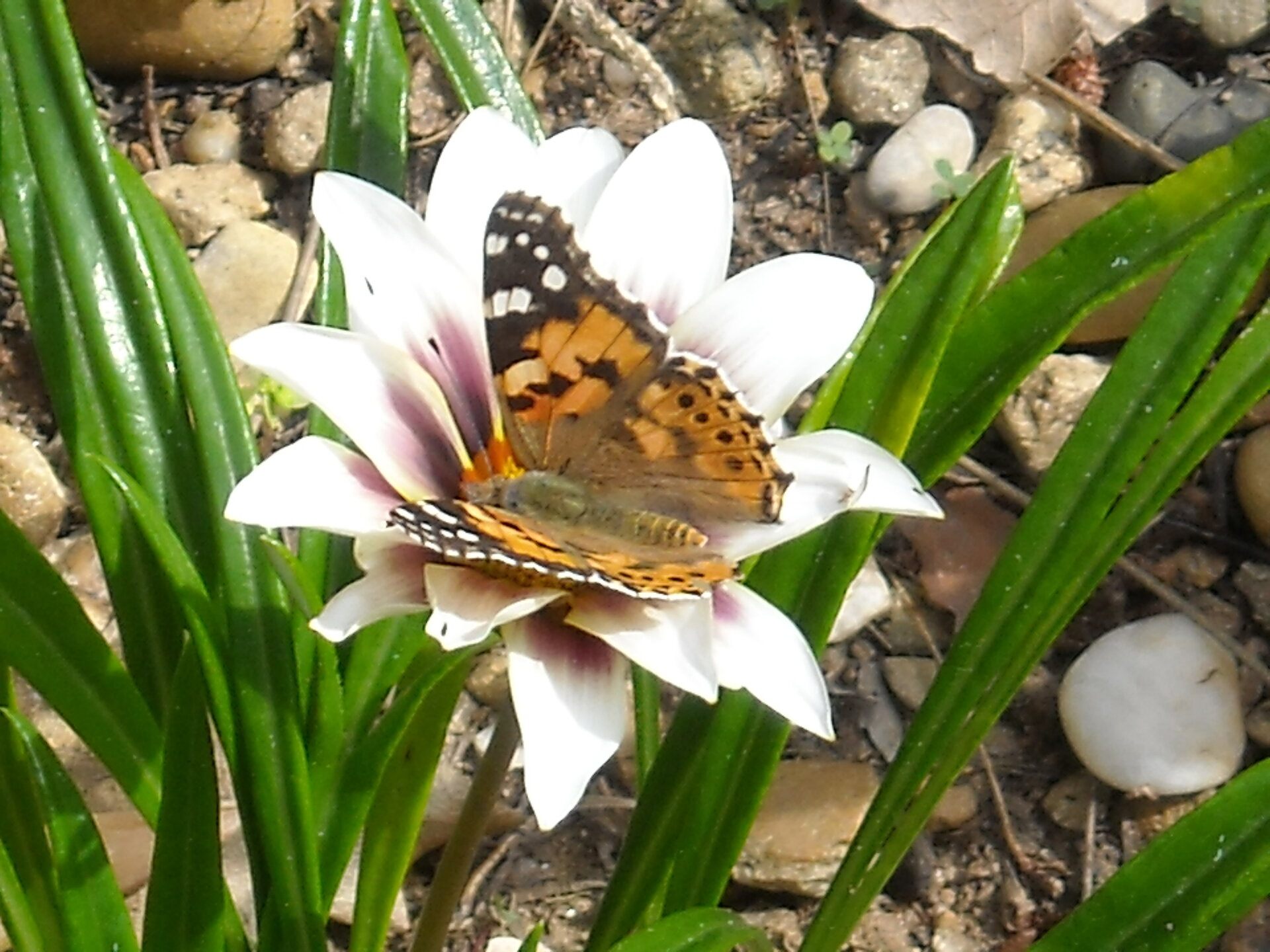 DSCN0049.jpg
