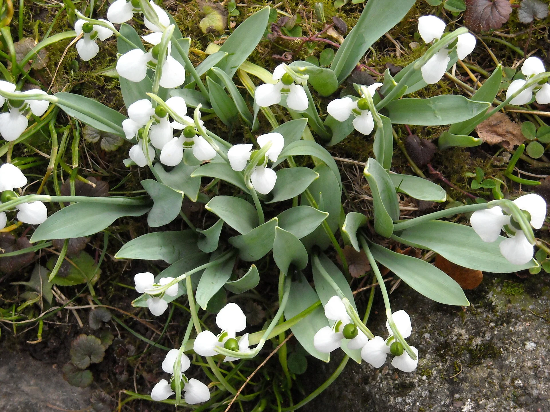 DSCN0230.webp