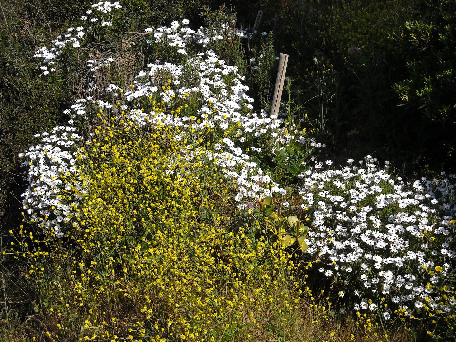 DSCN0233.jpg