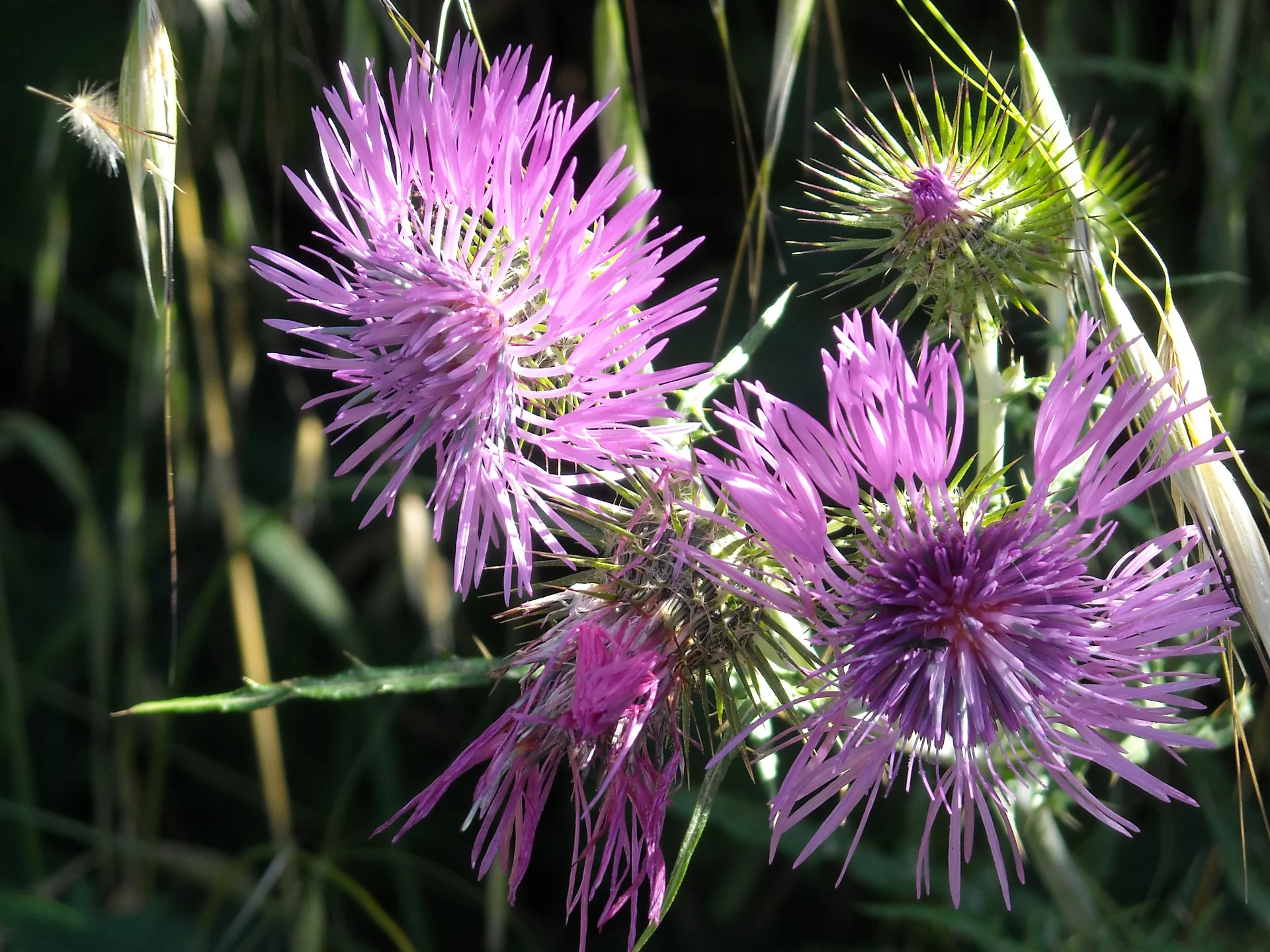 DSCN0244.webp