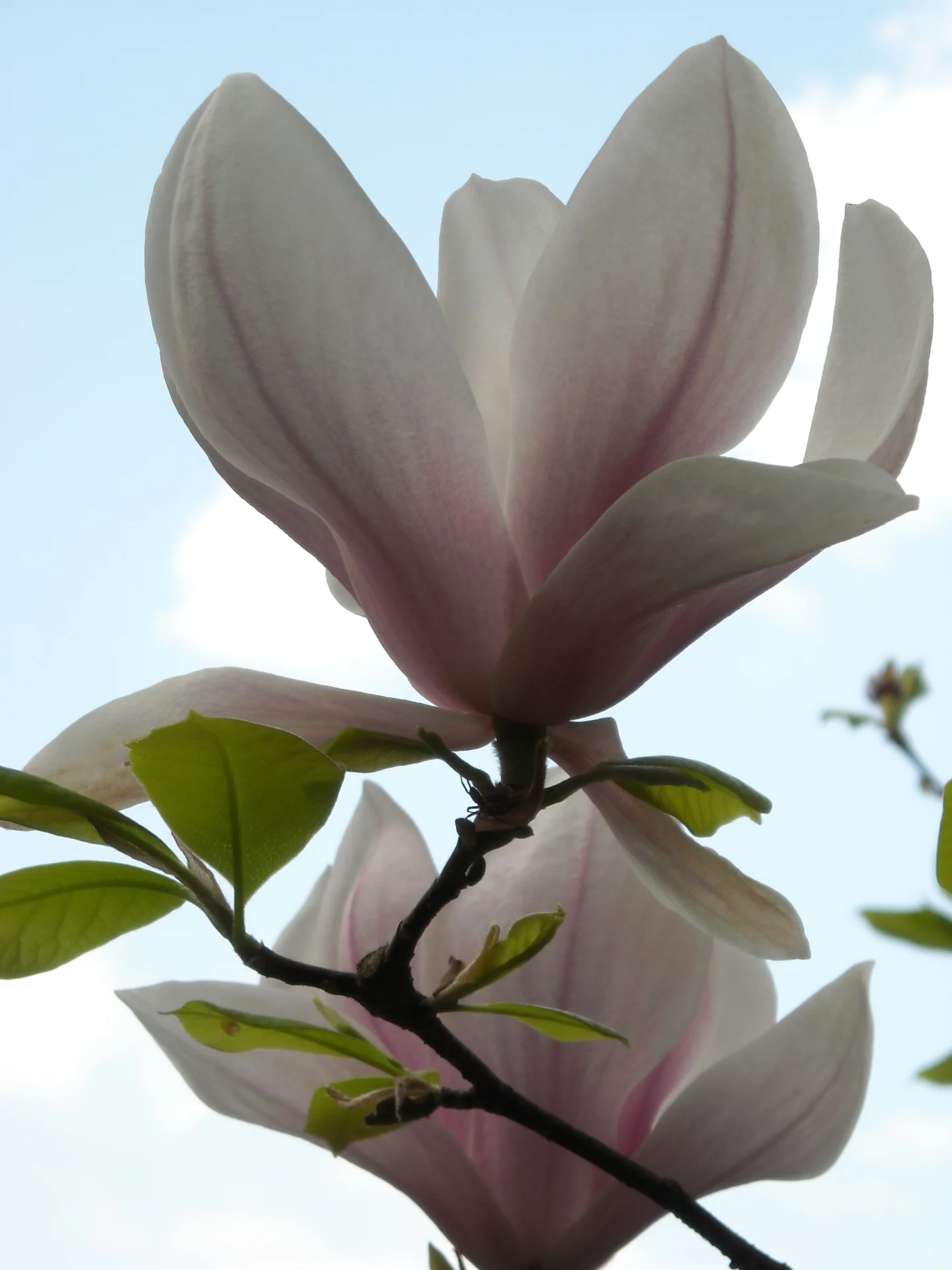 DSCN0355.webp