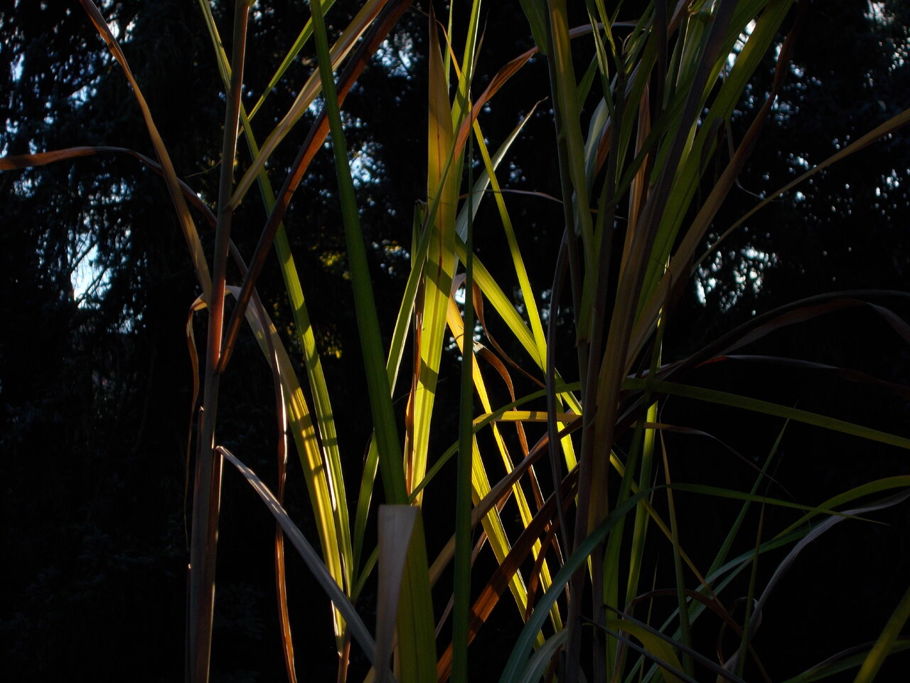 DSCN0563.JPG