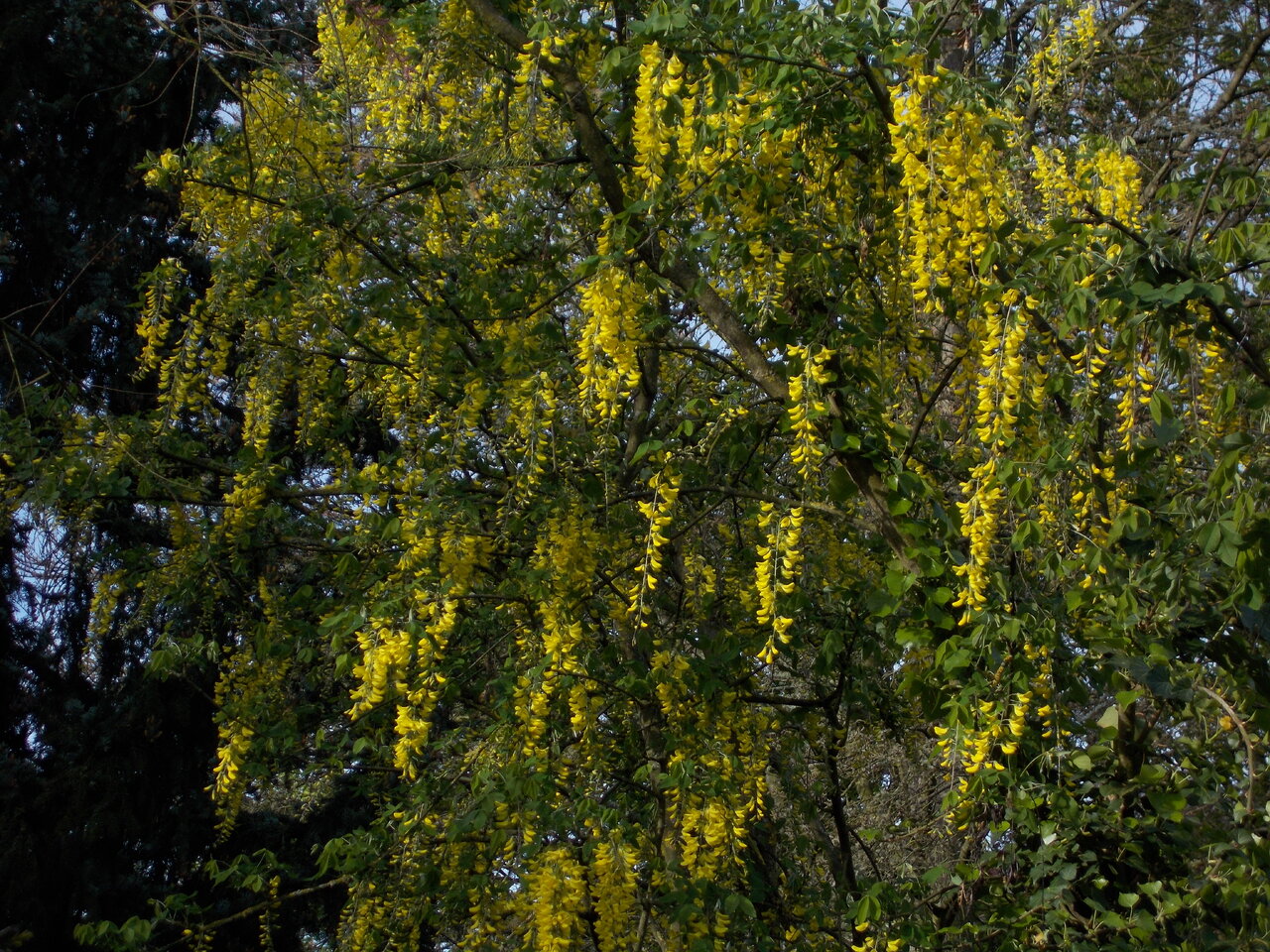 DSCN1211.JPG