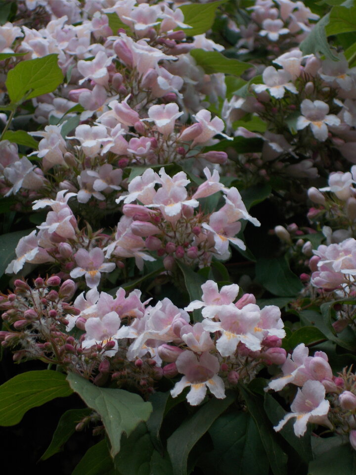 DSCN1269.JPG